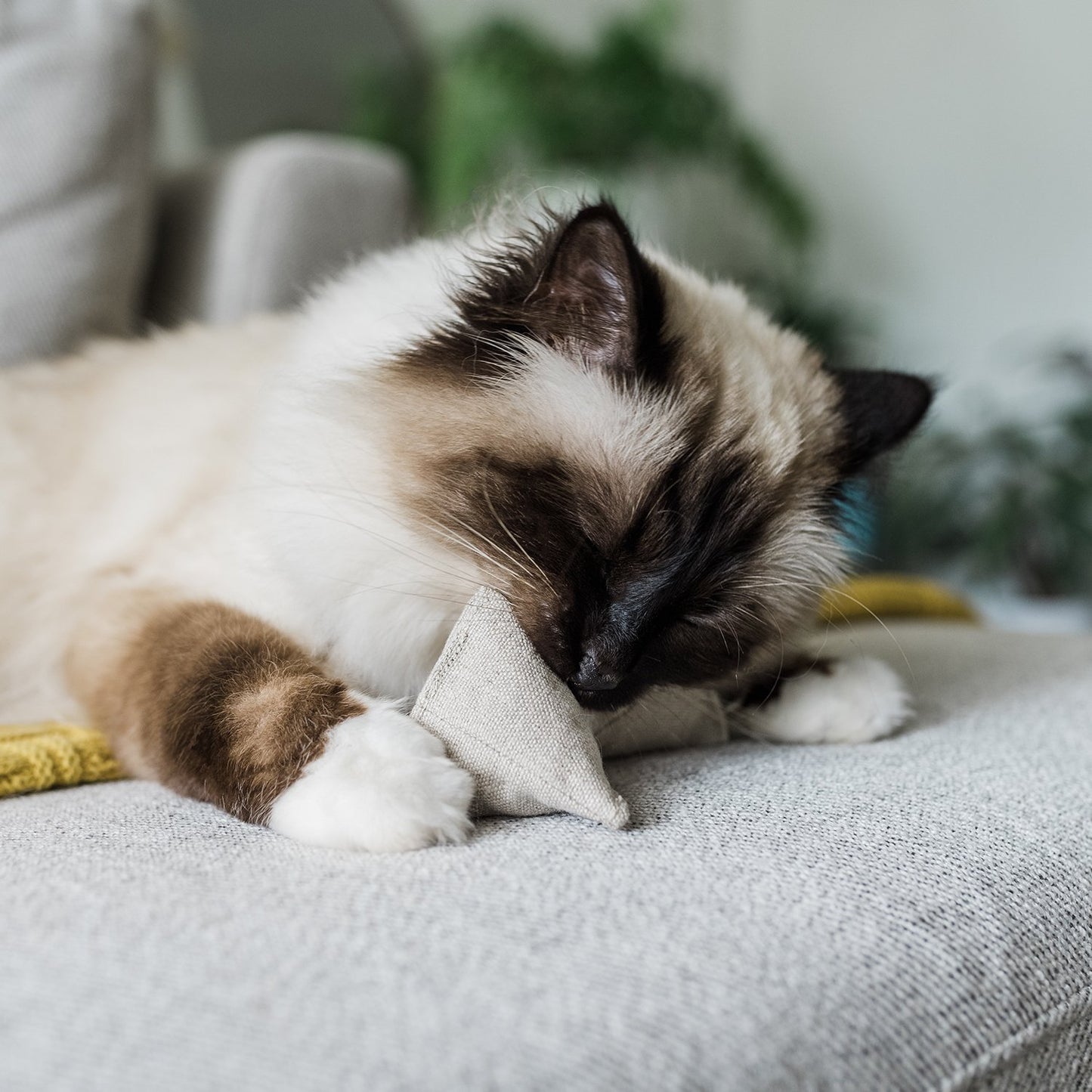 Cat Pyramid Toy